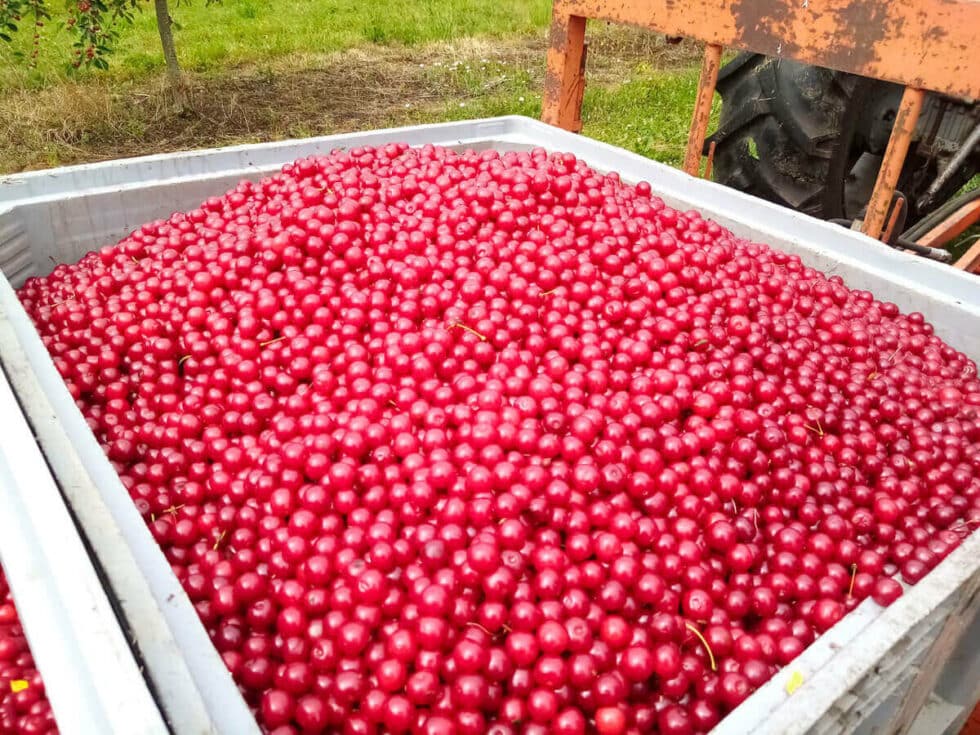 Nos Vergers Produisent Des Cerises Dexception Cerise De Montmorency Cerise Noire De Bâle 17 